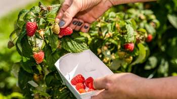 Fraises fraîchement cueillies directement dans le buisson de Neufeldhof – des fruits de saison à cueillir soi-même au Liechtenstein.