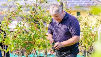 Vendange manuelle soigneuse de raisins dans le vignoble du domaine Hoop au Liechtenstein - la qualité commence dans le vignoble.