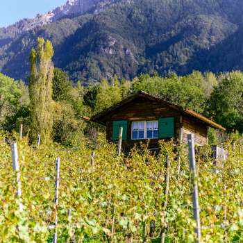 Petite cabane aux volets verts au milieu d'un vignoble automnal avec les Alpes en toile de fond