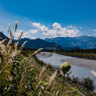 Vue sur le Rhin avec une rive de gravier et un panorama alpin par une journée ensoleillée au Liechtenstein, au premier plan des herbes et des fleurs sauvages