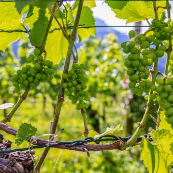Des vignes avec des raisins qui mûrissent et qui brillent au soleil, sur fond de ciel bleu.
