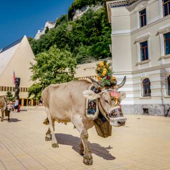 Vache fleurie lors de la traditionnelle montée à l'alpage dans le quartier du gouvernement à Vaduz, avec en arrière-plan le bâtiment du Landtag Liechtenstein.