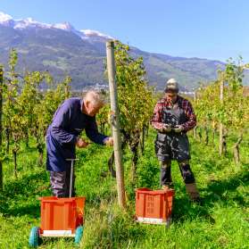 Deux vignerons en train de vendanger dans un vignoble ensoleillé du Liechtenstein avec vue sur les Alpes en arrière-plan.