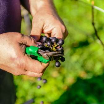 Gros plan sur un vigneron qui coupe avec des ciseaux verts des raisins mûrs lors des vendanges au Liechtenstein