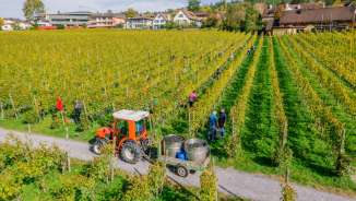 Vendanges dans un vignoble d'automne au Liechtenstein avec des vendangeurs et une remorque de tracteur pour le raisin