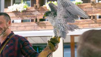 Fauconnier avec faucon sur la main