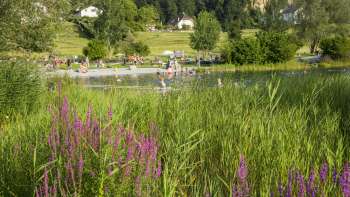 Fleurs des champs en fleurs devant le lac de baignade Grossabünt – destination prisée au Liechtenstein pour les amateurs de nature et de baignade