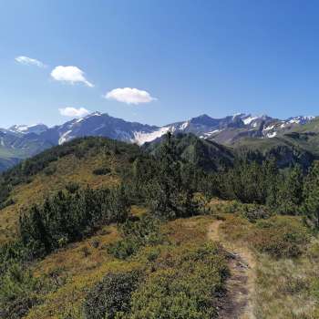 Sentier de randonnée à travers des paysages de landes alpines avec vue sur les sommets enneigés.