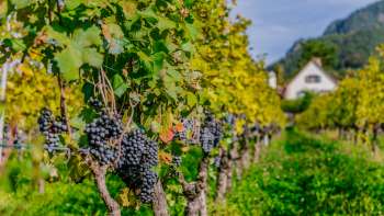 Vignes avec des raisins noirs mûrs dans un vignoble de la cave du Prince du Liechtenstein.