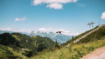L'aigle vole dans les montagnes du Liechtenstein