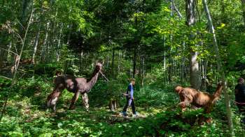 Trekking en lama et alpaga à travers la forêt ombragée