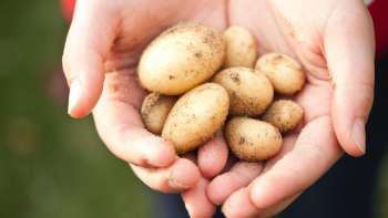 Récolte des pommes de terre