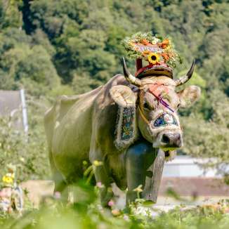 Vache avec une décoration florale artistique et une cloche en costume traditionnel lors de la traditionnelle montée à l'alpage au Liechtenstein, dans un décor naturel verdoyant.
