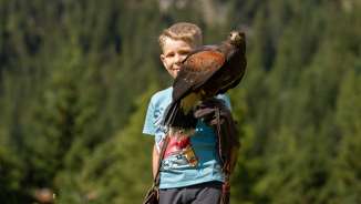 Aigle assis sur la main d'un garçon