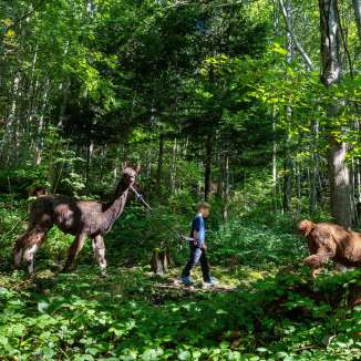 Un enfant guide un lama sur un chemin forestier lors d'un trekking avec des lamas et des alpagas à travers les fourrés verts.