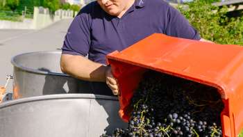 Un viticulteur du domaine Hoop vide des raisins sombres fraîchement récoltés dans un tonneau - début de la production de vin au Liechtenstein.