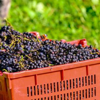 Caisses de raisins noirs fraîchement récoltés dans un pré au Liechtenstein, prêtes à être vinifiées