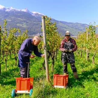 Deux vignerons en train de vendanger dans un vignoble ensoleillé du Liechtenstein avec vue sur les Alpes en arrière-plan.