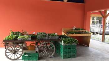 Chariot en bois planté de plants de légumes frais dans l'espace extérieur couvert du Birkahoflädile - vente directe au Liechtenstein.