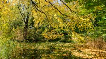 Ambiance automnale colorée à l'étang du parc naturel de Haberfeld, avec ses feuilles jaunes et sa surface d'eau calme.