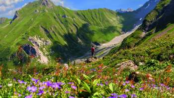 Des prairies alpines fleuries de fleurs violettes et rouges devant l'imposant décor montagneux de l'Alp Lawena au Liechtenstein - un paradis pour les randonneurs en été.