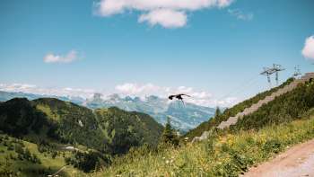 Un majestueux rapace survole les prairies alpines en fleurs près de Malbun, avec vue sur les montagnes environnantes et la vallée du Rhin. Un majestueux rapace survole les prairies alpines en fleurs près de Malbun, avec vue sur les montagnes environnantes et la vallée du Rhin.