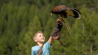Aigle assis sur la main d'un garçon
