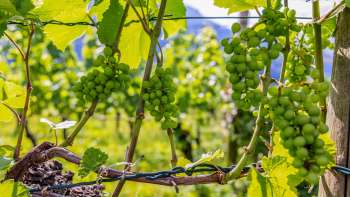 Des vignes avec des raisins qui mûrissent et qui brillent au soleil, sur fond de ciel bleu.