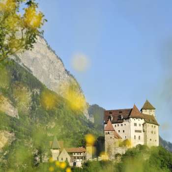 Château de Gutenberg avec des buissons à fleurs jaunes au premier plan.