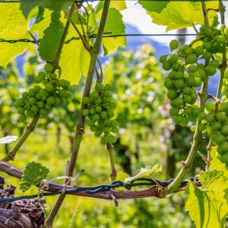 Des raisins verts au soleil entre les rangs de vigne au Liechtenstein - symbole de la viticulture régionale et de l'ambiance estivale