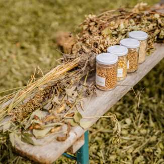 Pois chiches séchés et échantillons de plantes exposés sur un banc en bois à l'extérieur