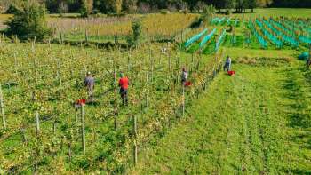 Vendanges dans le vignoble ensoleillé du domaine Hoop - travail manuel et qualité régionale du Liechtenstein.