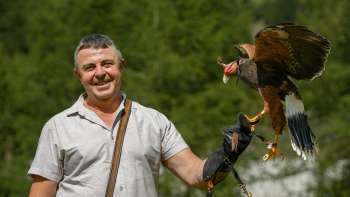 Fauconnier avec un Harris-Hawk sur la main