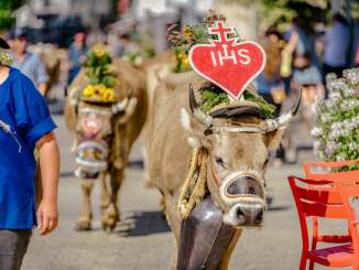 Une vache avec une décoration en forme de cœur et une couronne de fleurs lors de la traditionnelle montée à l'alpage au Liechtenstein
