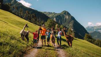 Groupe de randonneurs avec des alpagas dans une prairie verdoyante à Triesenberg