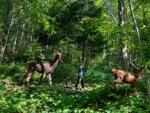 Un enfant guide un lama sur un chemin forestier lors d'un trekking avec des lamas et des alpagas à travers les fourrés verts.