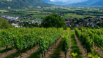 Domaine viticole Castellum