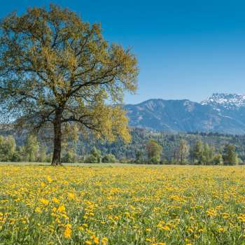  Prairie printanière en fleurs dans la réserve naturelle du Ruggeller Riet , avec un arbre isolé et les Alpes enneigées en arrière-plan.
