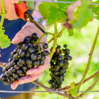 Gros plan d'une main coupant avec des ciseaux des raisins mûrs et foncés sur une vigne lors des vendanges au Liechtenstein