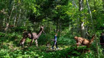 Trekking en lama et alpaga à travers la forêt ombragée