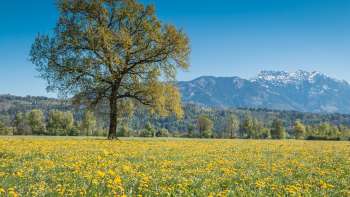  Prairie printanière en fleurs dans la réserve naturelle du Ruggeller Riet , avec un arbre isolé et les Alpes enneigées en arrière-plan.