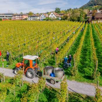 Des ouvriers récoltent des raisins dans les vignobles de la Hofkellerei Vaduz, avec un tracteur et des conteneurs de récolte.