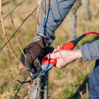 La taille de la vigne au sécateur électrique, partie intégrante d'une viticulture proche de la nature au Liechtenstein