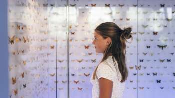 Un enfant admire une collection de papillons au Musée national du Liechtenstein