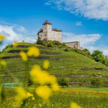 Le château de Gutenberg trône au-dessus d'un vignoble verdoyant aux fleurs d'un jaune éclatant