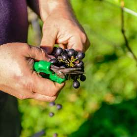 Gros plan sur un vigneron qui coupe avec des ciseaux verts des raisins mûrs lors des vendanges au Liechtenstein