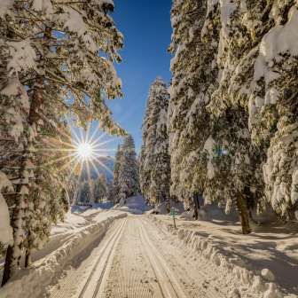 Forêt hivernale enneigée et pistes de ski de fond à Steg , Liechtenstein, avec un soleil éclatant dans le ciel.