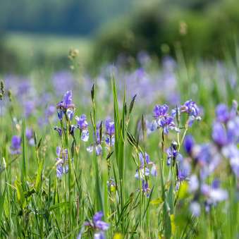 Gros plan sur des iris violets dans une prairie de réserve naturelle du Ruggeller Riet Liechtenstein, par une journée ensoleillée d'été.