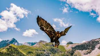 L'aigle vole dans les montagnes du Liechtenstein