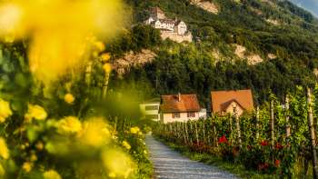 Sentier romantique à travers les vignes avec vue sur le château de Vaduz, entouré de couleurs automnales et de maisons de campagne.